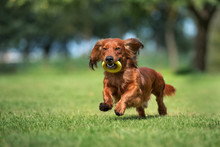 Happy Dachshund Dog Running Outdoors