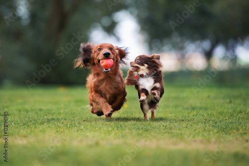 Obraz pies  dwa-urocze-male-psy-bawiace-sie-razem-na-swiezym-powietrzu