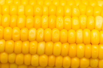 Canvas Print - yellow corn as a background. macro