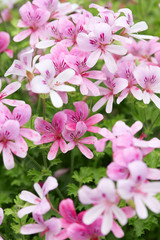 Wall Mural - pelargonium 'prince of orange' pink geranium flowers
