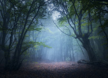 Forest In Fog. Enchanted Autumn Forest In Fog In The Morning. Old Tree. Beautiful Landscape With Trees, Colorful Green Leaves And Blue Fog. Nature Background. Dark Foggy Forest With Magic Atmosphere 