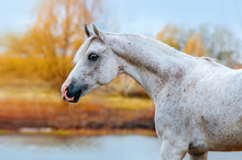 Expressive Portrait Arab Stallion In Profile In The Autumn Yellow Background. The Horse Stands On The Bank Of The River