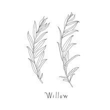 Hand Drawn Willow Twigs. Graphic Sketch. Vector.