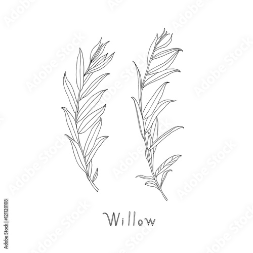 Fotomural Hand drawn willow twigs. Graphic sketch. Vector.