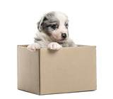 Fototapeta Psy - Crossbreed puppy getting out of a box isolated on white