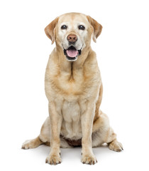 Wall Mural - old Labrador Retriever, 11 years old, isolated on white