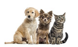 Fototapeta Koty -  Group of two puppies and a European Shorthair