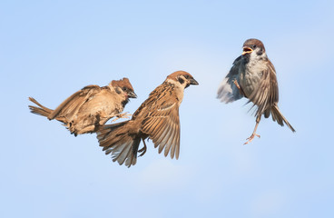 Canvas Print - three birds fly and play in the blue sky