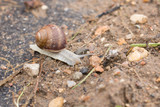 Fototapeta Na sufit - Snail crawling on the sand and sees an obstacle
