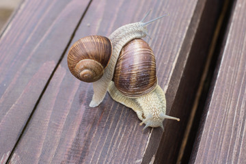 Sticker - Young snail crawls on the shell of the old snail
