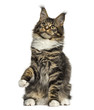 Maine Coon cat on hind legs isolated on white