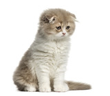 Fototapeta Zwierzęta - Highland Fold kitten sitting isolated on white