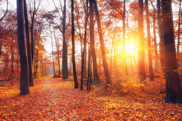 vibrant sunset in the autumn forest