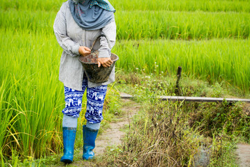 Wall Mural - Thai farmer life