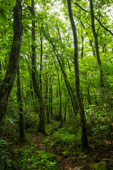  森の緑