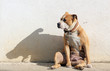 © bellakadife - senior staffordshire terrier funny sitting on a morning sun with shadow on a wall