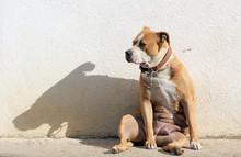 Senior Staffordshire Terrier Funny Sitting On A Morning Sun With Shadow On A Wall