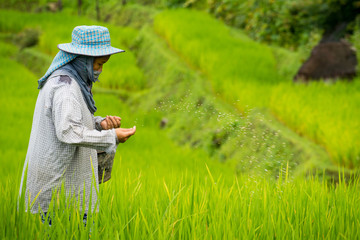 Wall Mural - Thai farmer life