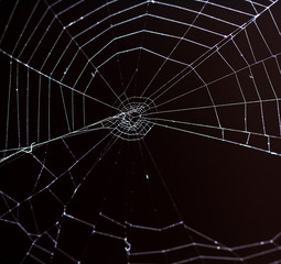 spider web