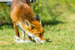 immature urban red fox scavenging an ice cream, at Hoek van Holland, the Netherlands