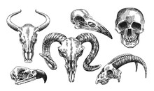  Illustration  Animal Skull