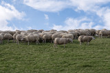 Fototapeta Zwierzęta - Hurd of sheep grazing on dyke with green grass