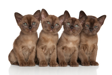 Canvas Print - Group of Burmese kittens