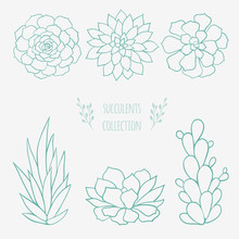 Vector Linear Sketch With Succulents