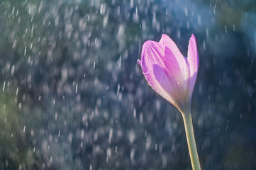 Wall Mural - Purple autumn crocus flower (colchicum autumnal) on the backgrou