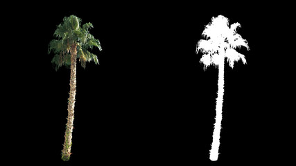 Poster - Blowing on the wind beautiful green full size real tropical palm trees isolated on alpha channel with black and white luminance matte, perfect for film, digital composition.