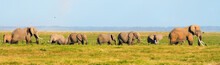 Panorama Of Elephants Walking In The Grass In Amboseli National