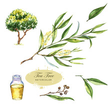 Hand-drawn Botanical Illustration Of The Tea Tree. Cosmetics And Medical Plant. Flowers, Leaves, Branches Drawings And Oil Bottle, Isolated On The White Background.