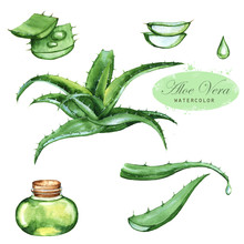 Hand-drawn Watercolor Illustration Of The Green Aloe Vera. Drawings Of The Sliced Leaves, Juice In The Bottle And Branch Of The Aloe Plant, Isolated And Close Up On The White Background.
