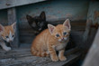 Homeless Cats and kittens in an old boat in the Bulgarian town of Pomorie
