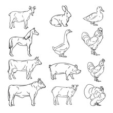 Farm Animals Vector Collection. Cow, Pig, Chicken, Sheep, Goat,
