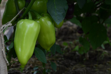 Organic green sweet pepper growing in the garden.