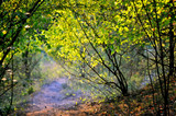 Fototapeta Niebo - Beautiful day in the autumn forest with sun rays