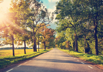 Canvas Print - asphalt road with beautiful trees on the sides in autumn