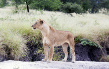 Lovely Lioness Gracefully Standing In The Savannah At A Park Tarangire, Tanzania