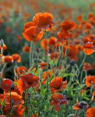 Poster - Red corn poppy flowers in summer