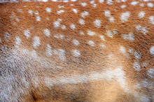 Texture Of Real Deer Fur