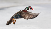 Wood Duck Isolated On A White Background In Flight In Canada