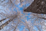 Fototapeta Na sufit - 厳冬期の落葉松林
