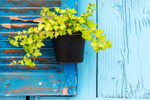 Hanging Flowerpot With Green Ivy