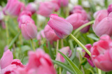 Fototapeta Tulipany - colorful tulips. tulips in spring,colourful tulip.