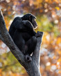 Chimpanzee XXI