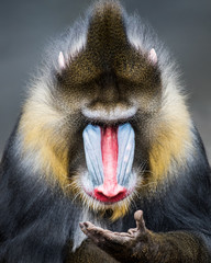 Wall Mural - Mandrill XIII