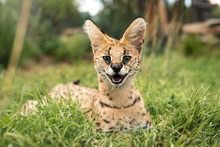 A Young Serval Looking Directly Forwards 