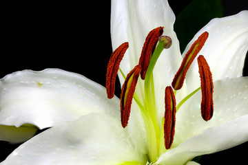 Close up macro white lily with pollen on black background