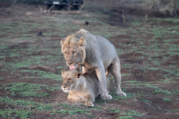 african lion, panthera leo